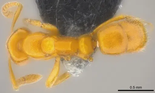 Hypoponera confinis - CASENT0186525