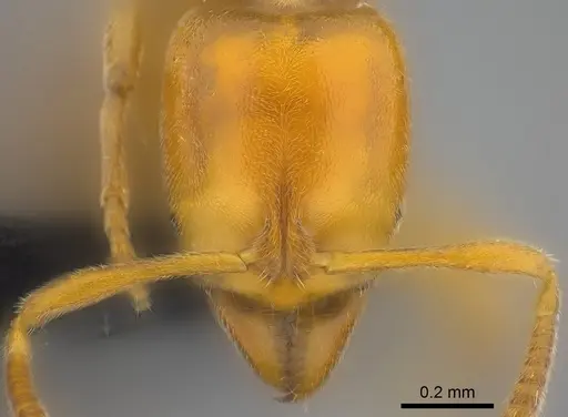 Hypoponera confinis - CASENT0186525