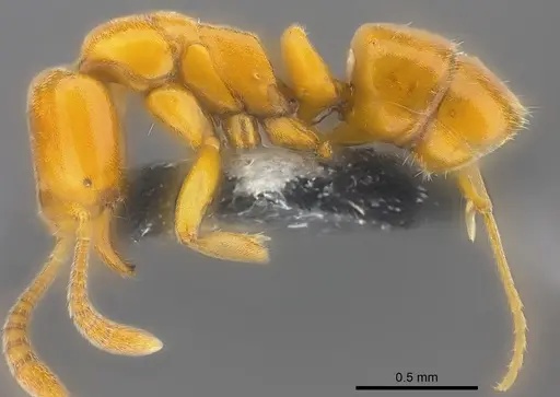 Hypoponera confinis - CASENT0186525