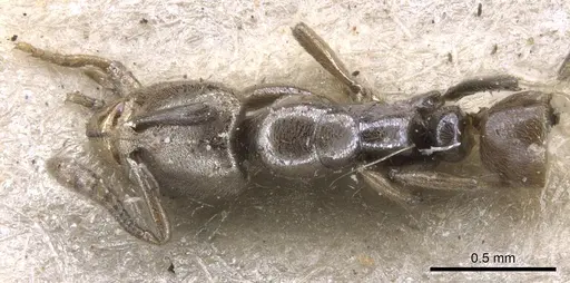 Hypoponera confinis - CASENT0902565