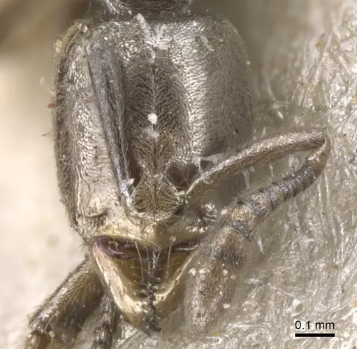 Hypoponera confinis - CASENT0902565