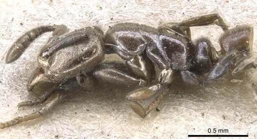 Hypoponera confinis - CASENT0902565