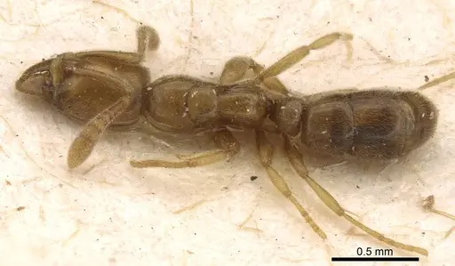 Hypoponera confinis - CASENT0907306