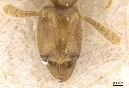 Hypoponera confinis - CASENT0907306