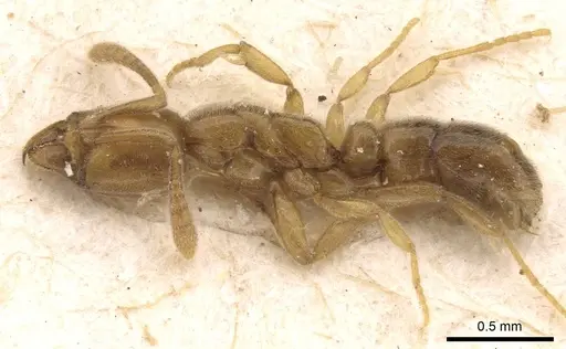 Hypoponera confinis - CASENT0907306