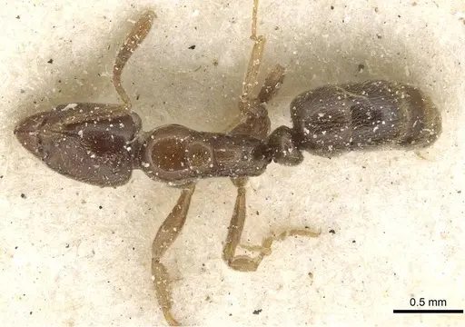 Hypoponera confinis - CASENT0915191