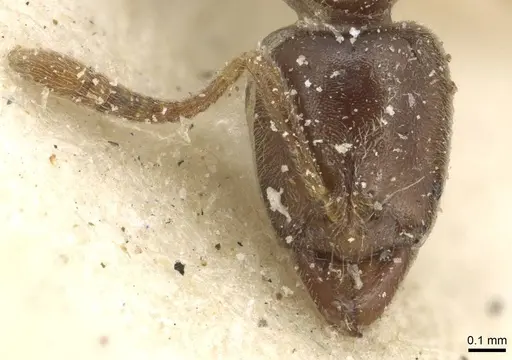 Hypoponera confinis - CASENT0915191