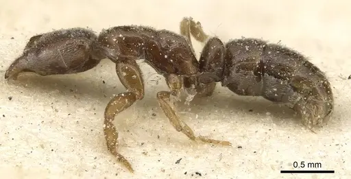 Hypoponera confinis - CASENT0915191