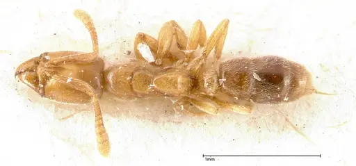 Hypoponera confinis - FOCOL0358