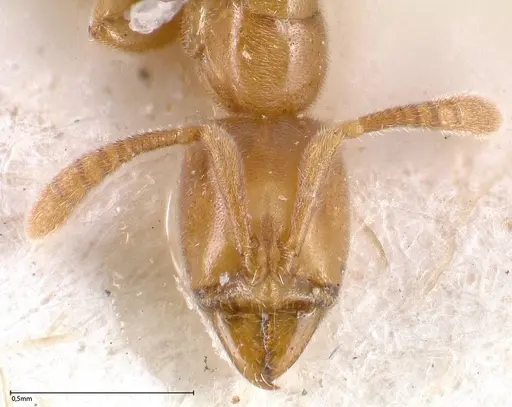 Hypoponera confinis - FOCOL0358