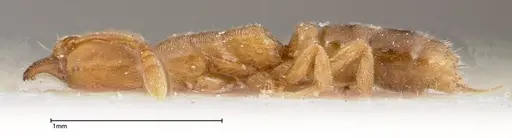 Hypoponera confinis - FOCOL0358