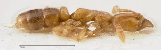 Hypoponera confinis - FOCOL0358