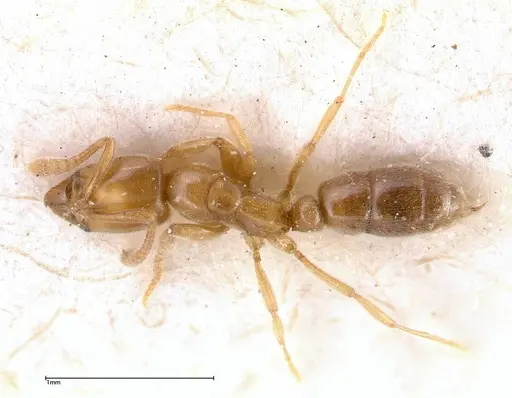 Hypoponera confinis - FOCOL0359