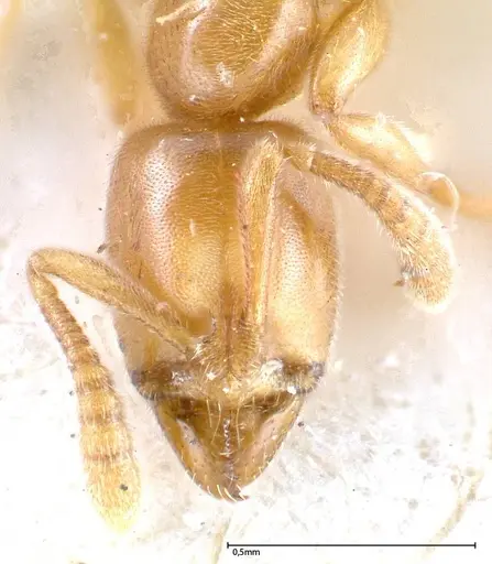 Hypoponera confinis - FOCOL0359