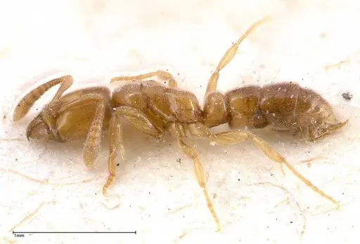 Hypoponera confinis - FOCOL0359