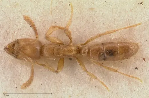 Hypoponera confinis - FOCOL0989