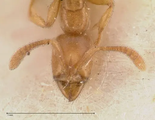 Hypoponera confinis - FOCOL0989