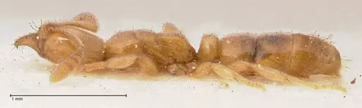 Hypoponera confinis - FOCOL0989