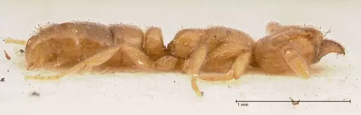 Hypoponera confinis - FOCOL0989