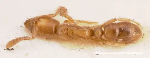 Hypoponera confinis - FOCOL0990