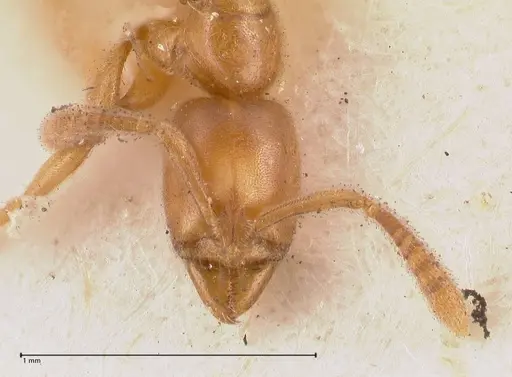 Hypoponera confinis - FOCOL0990