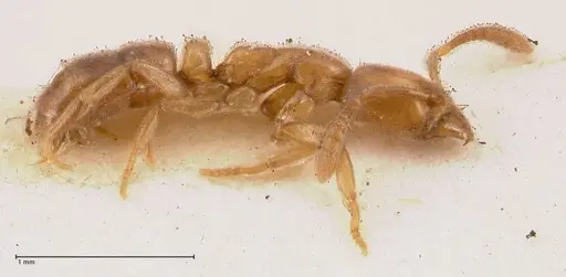 Hypoponera confinis - FOCOL0990