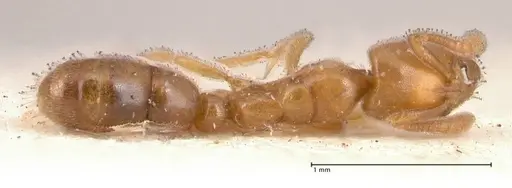 Hypoponera confinis - FOCOL0991