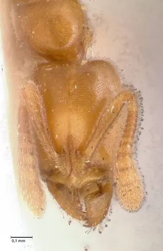 Hypoponera confinis - FOCOL0991