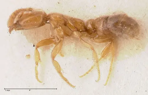 Hypoponera confinis - FOCOL0991