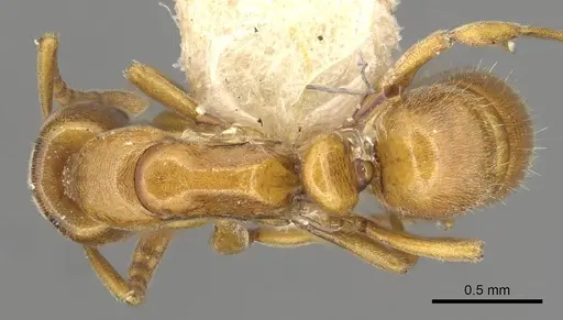 Hypoponera congrua specimen