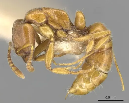 Hypoponera congrua specimen