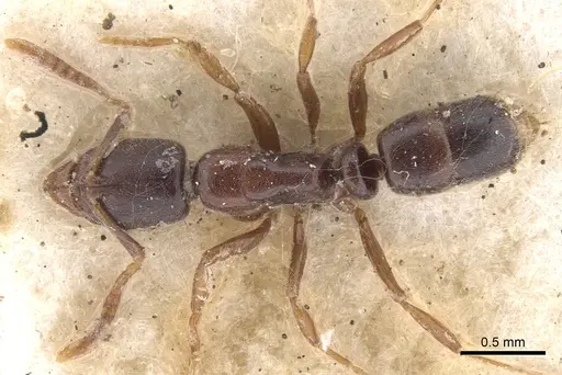 Hypoponera convexiuscula specimen