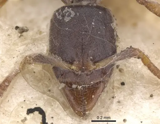 Hypoponera convexiuscula specimen