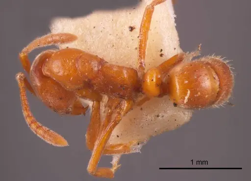 Hypoponera decora specimen