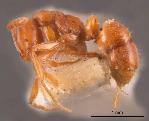 Hypoponera decora specimen