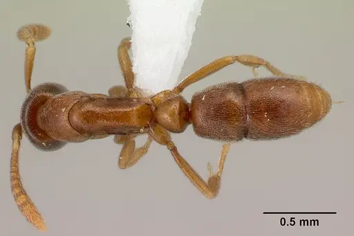 Hypoponera defessa specimen