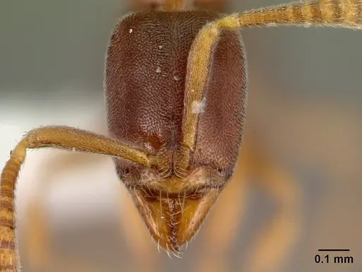 Hypoponera defessa specimen