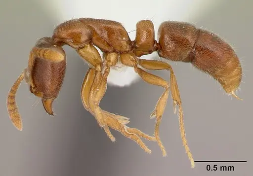 Hypoponera defessa specimen