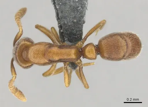 Hypoponera defessa - CASENT0815776