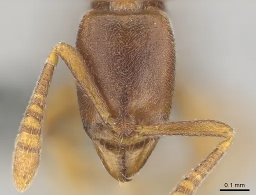 Hypoponera defessa - CASENT0815776