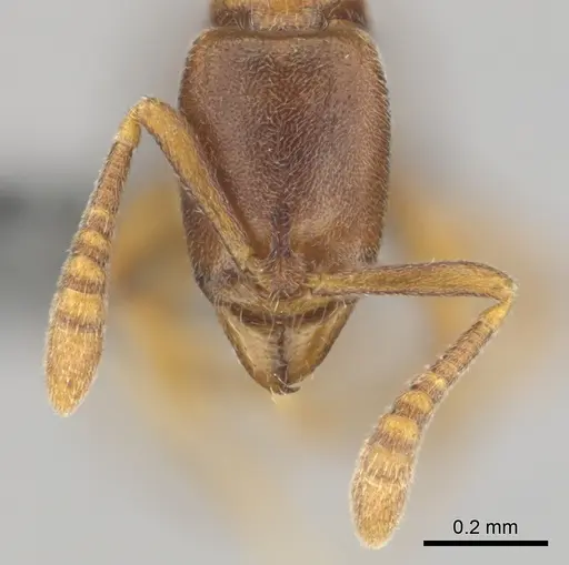 Hypoponera defessa - CASENT0815776