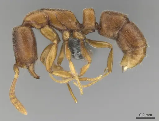 Hypoponera defessa - CASENT0815776