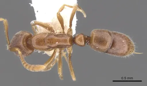 Hypoponera defessa - CASENT0902550