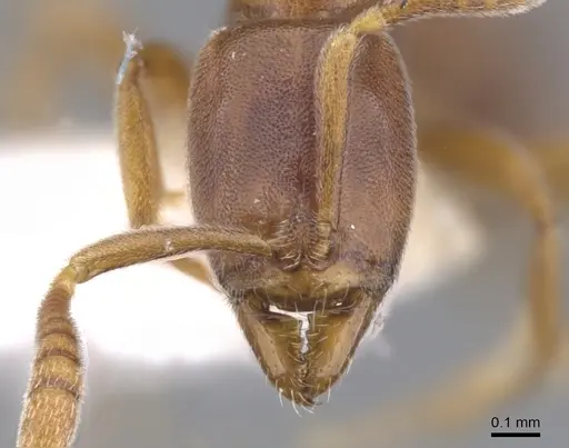 Hypoponera defessa - CASENT0902550