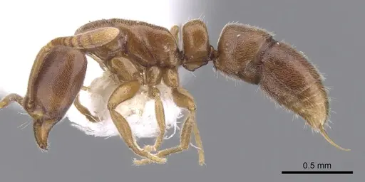 Hypoponera defessa - CASENT0902550