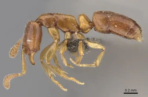 Hypoponera dis - CASENT0250648