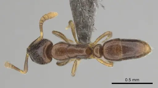 Hypoponera dis - CASENT0250740