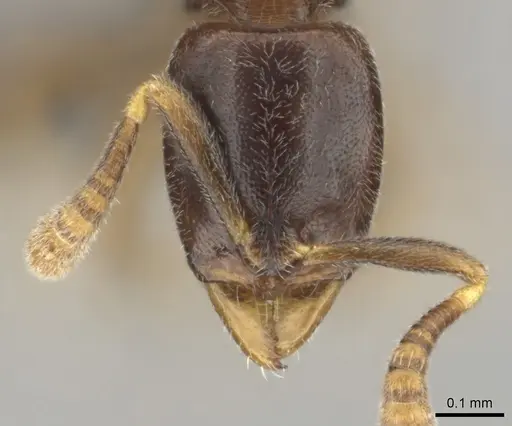 Hypoponera dis - CASENT0250740