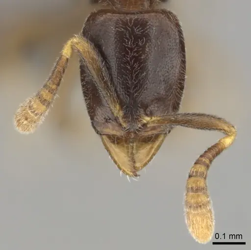 Hypoponera dis - CASENT0250740