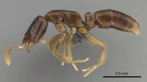 Hypoponera dis - CASENT0250740